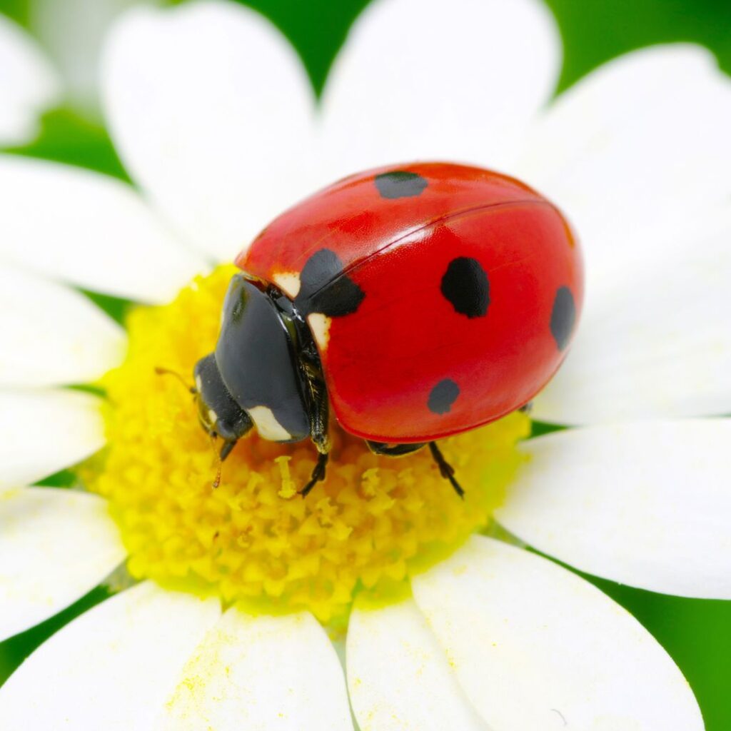Ladybug